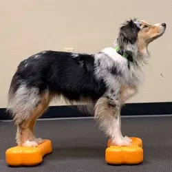 Plataforma de equilibrio para mascotas color Amarillo