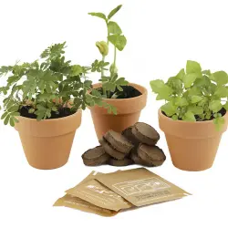 Kit de cultivo 3 plantas mágicas